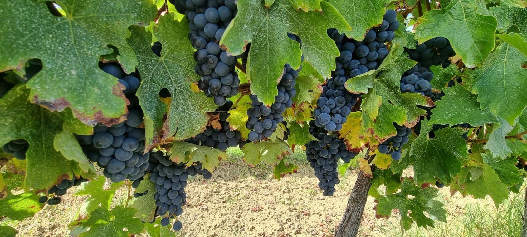 Chateau Neuf Le Desert Le Pizou Kültér fotó