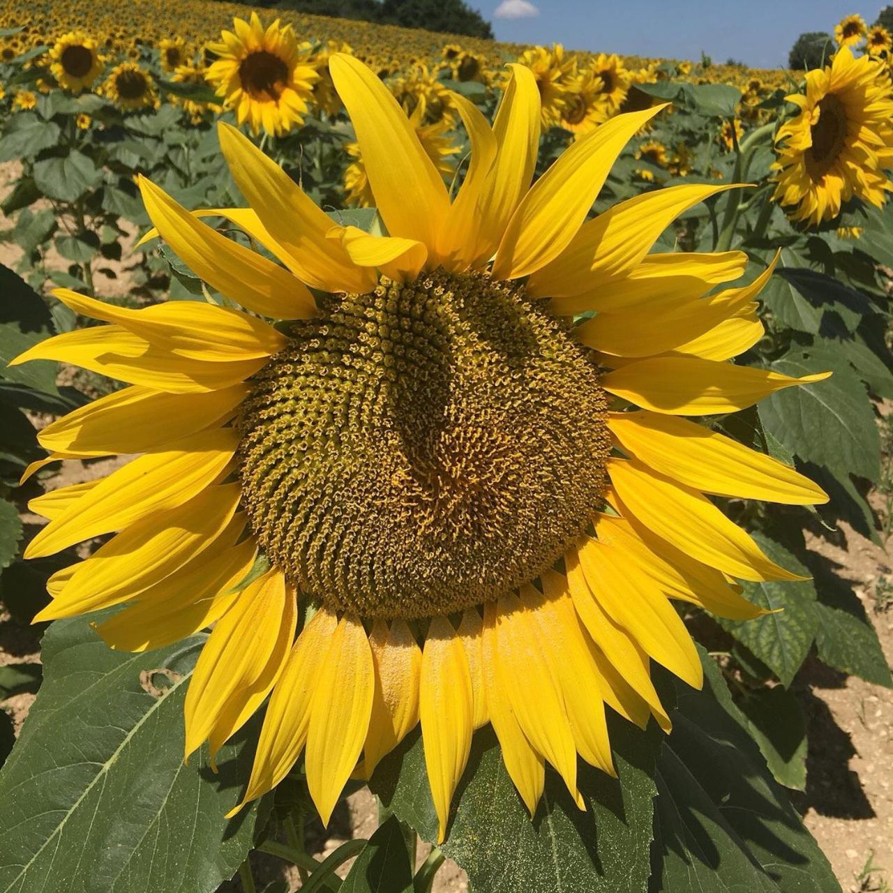 Chateau Neuf Le Desert Apartman Le Pizou Kültér fotó